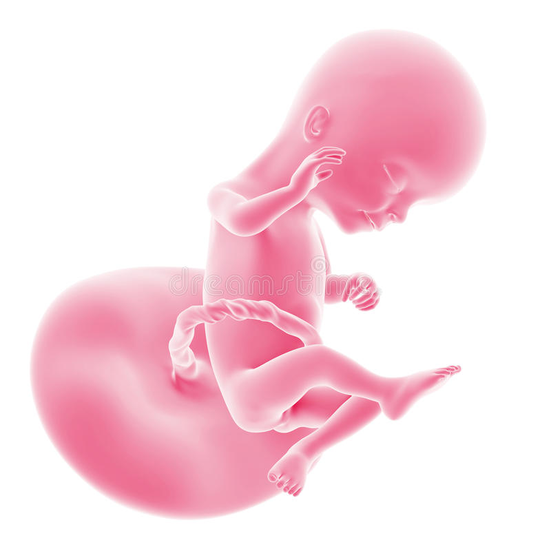 17 неделя беременности: что происходит с малышом и мамой, как развивается плод?