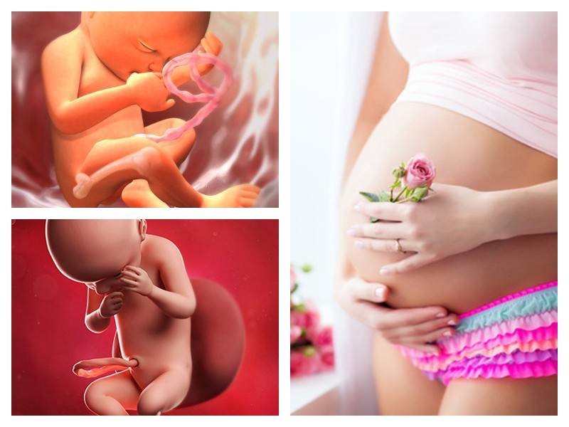 30 неделя беременности – что происходит, развитие плода, вес ребенка и живот на тридцатой неделе беременности - agulife.ru