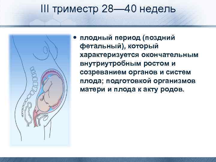 Развитие младенца в три месяца или четвертый триместр