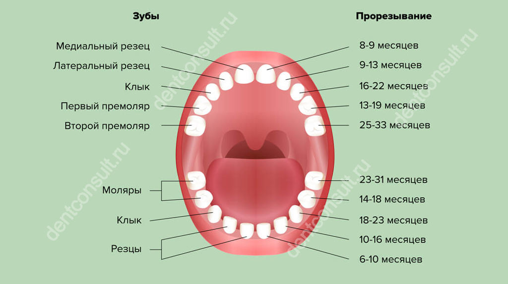 Зубы человека у детей. Название зубов. Название зубов у человека. Названия и номера зубов. Схема зубов с названиями.