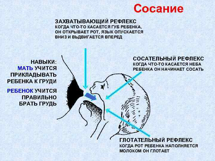 Высшая нервная деятельность  [1988 воробьева е.а., губарь а.в., сафьянникова е.б. - анатомия и физиология: учебник]