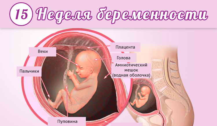 24 неделя беременности — счастливый период в жизни женщины и ее малыша. особые ощущения будущей мамы и важные рекомендации специалистов