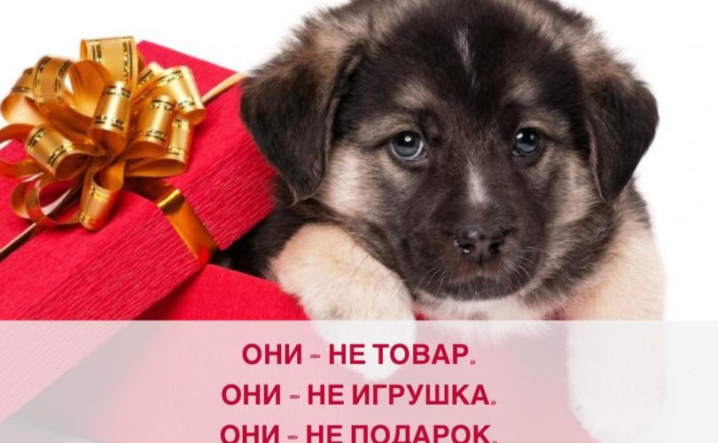 Стихи к подарку котенок (в стихах) — 5 поздравлений — stost.ru