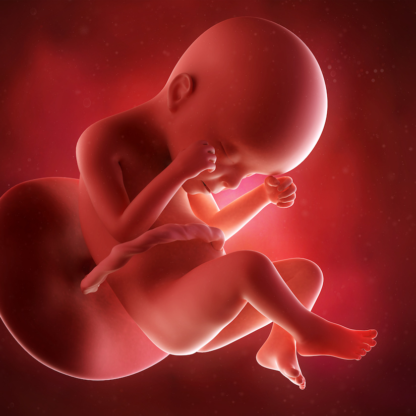 24 неделя беременности – развитие плода, плод на 24 неделе беременности. как выглядит ребенок на 24 неделе беременности?