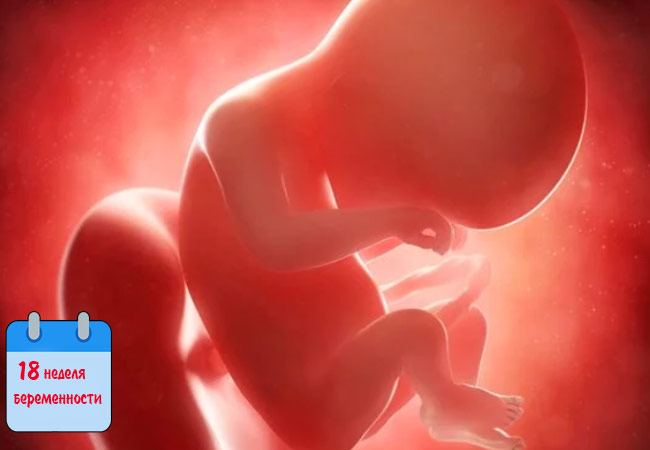 ➤ 18 неделя беременности всё что нужно знать будущей маме