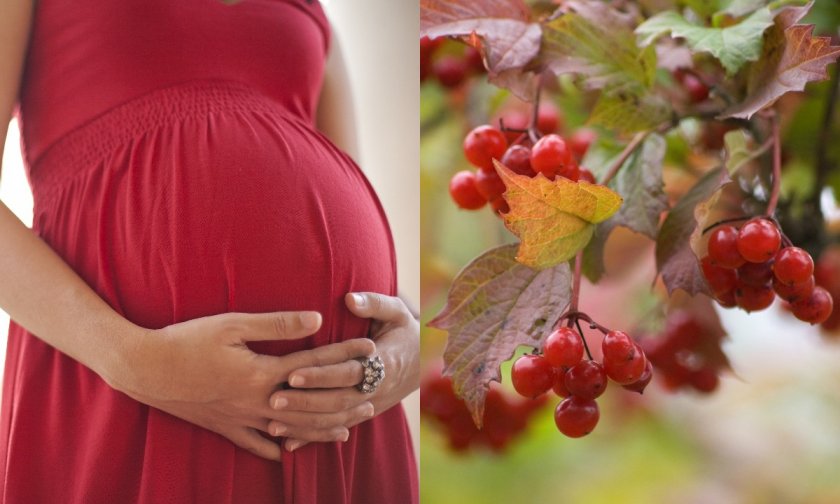 Калина при беременности: противопоказания и полезные рецепты для будущих мам