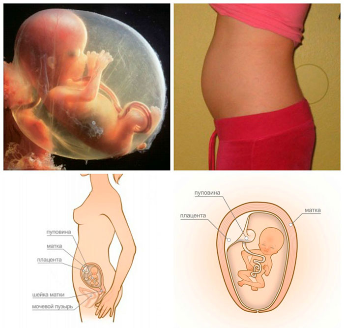13 неделя беременности - что происходит, можно ли узнать пол, размер плода и как выглядит ребенок