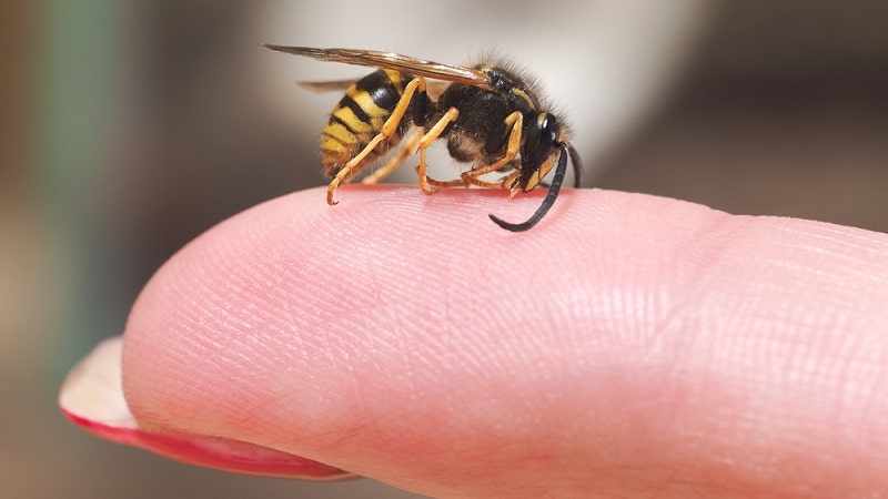 Ребенок боится насекомых – как избавиться от страха?