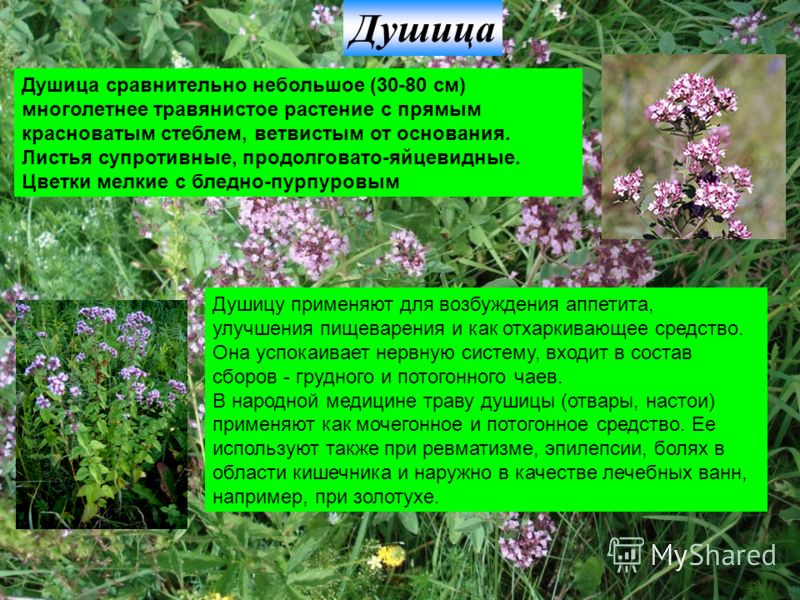 Душица и чай с душицей: польза или вред для лактации