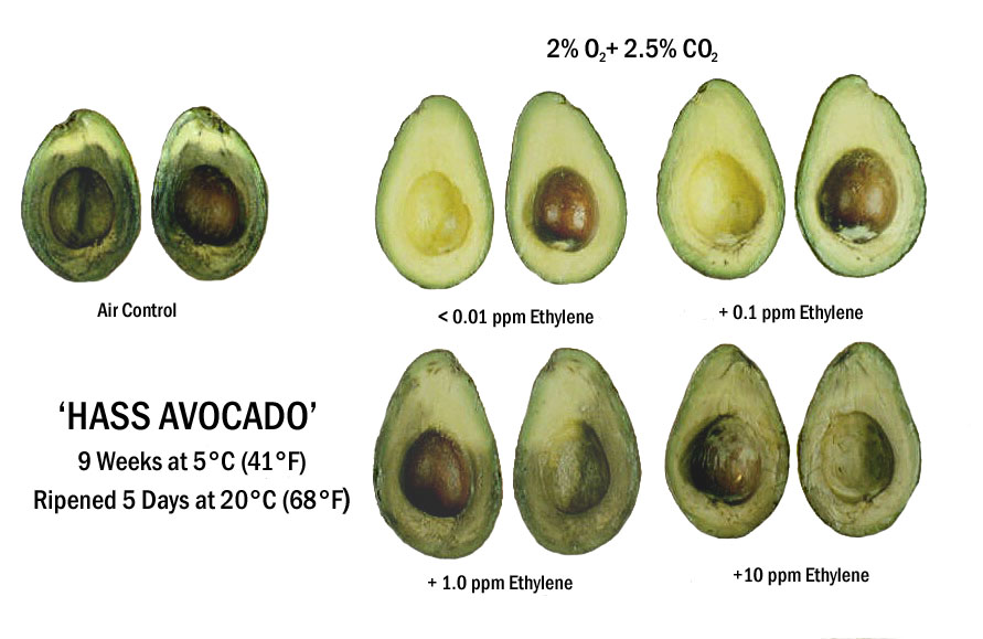 Как есть авокадо для похудения - диеты и рецепты