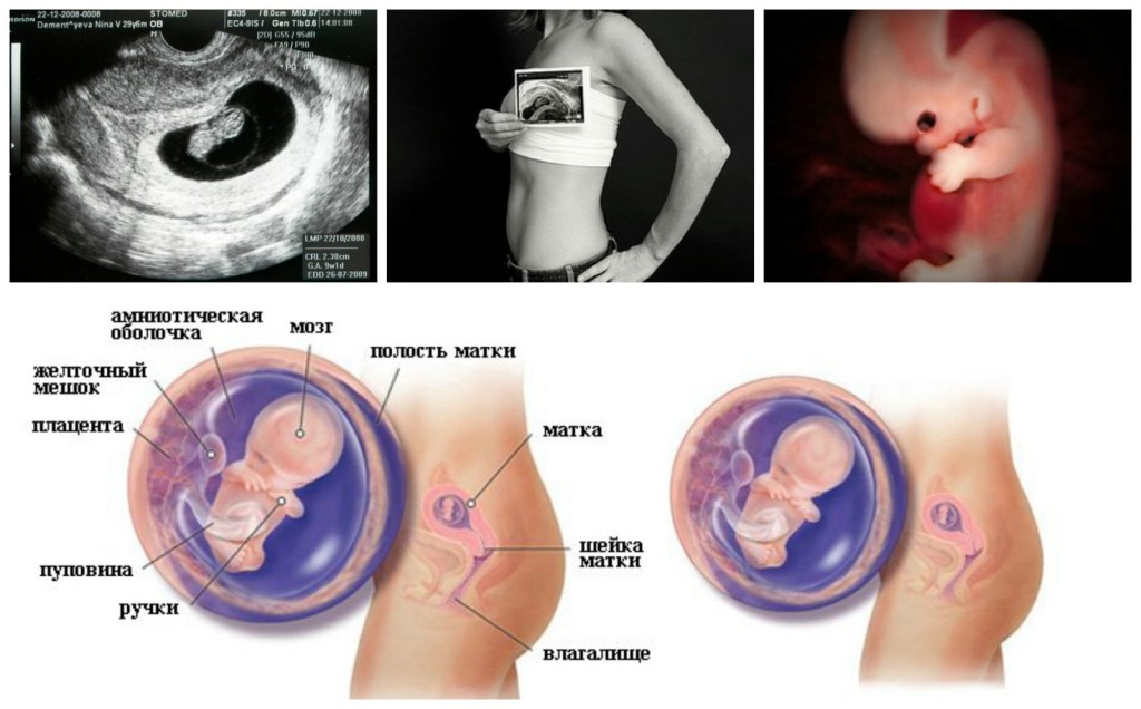 9 неделя беременности - прибавка веса, развитие плода, токсикоз и давление, советы, анализы и узи