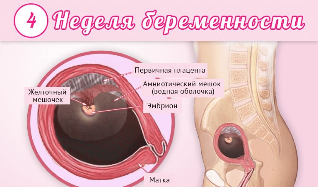 3 неделя беременности: начало развития беременности