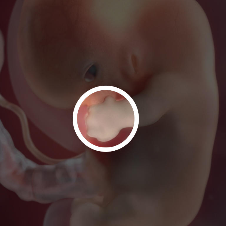 Ребенок 8 недель беременности фото как выглядит
