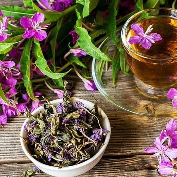 Иван-чай при грудном вскармливании: полезные свойства и рецепты заваривания