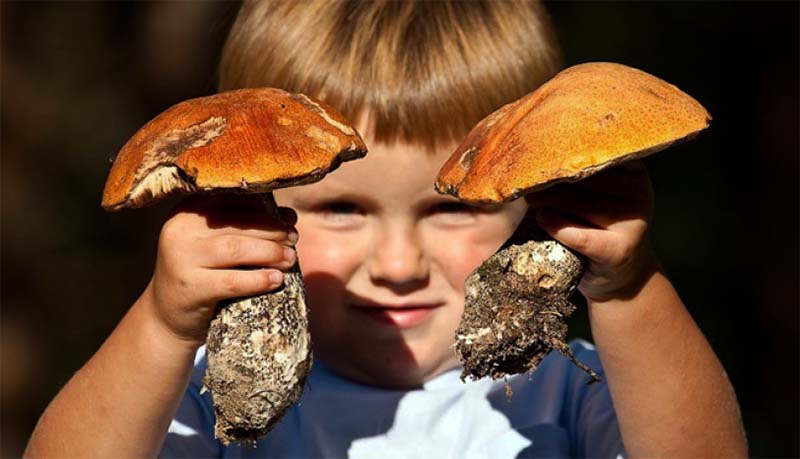 Можно ли детям употреблять грибы и с какого возраста