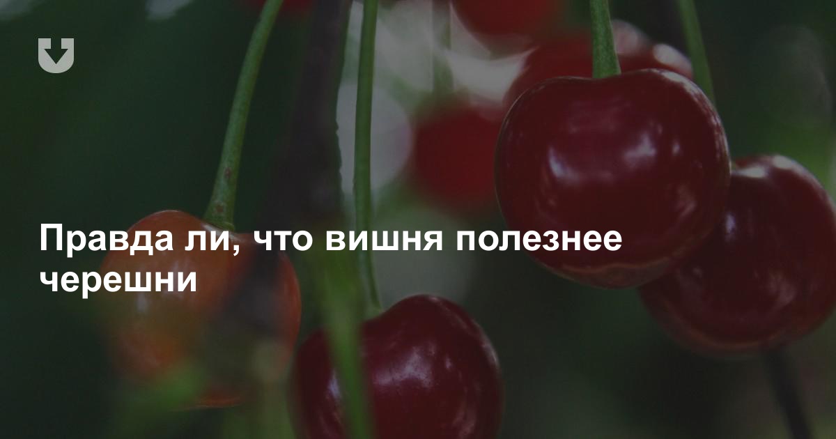 С какого возраста можно давать ребенку вишню?