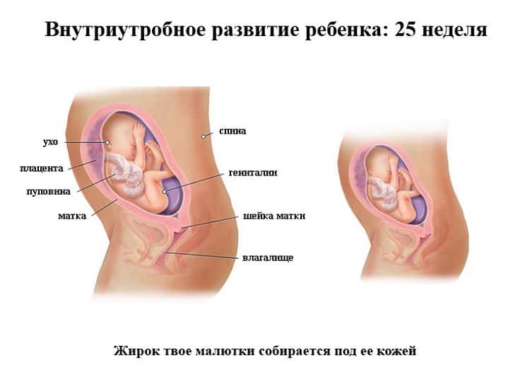 25 неделя беременности. что беспокоит беременную: растяжки и варикоз