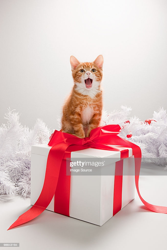Котенок – подарок не для каждого - ваш врач
