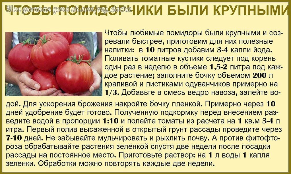 C какого возраста можно давать детям помидоры