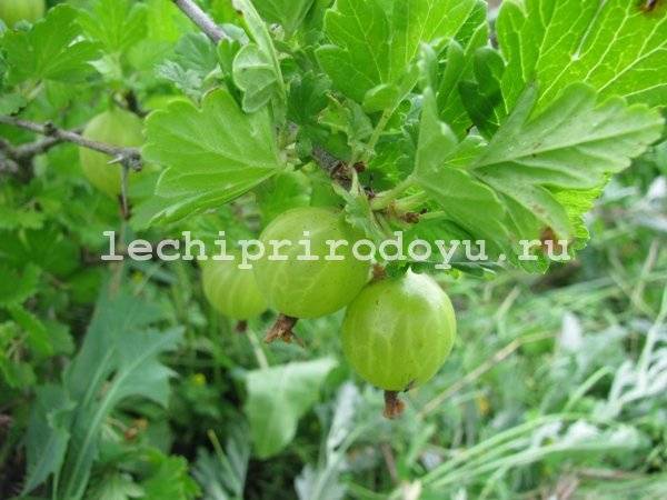 Крыжовник: польза и вред при беременности