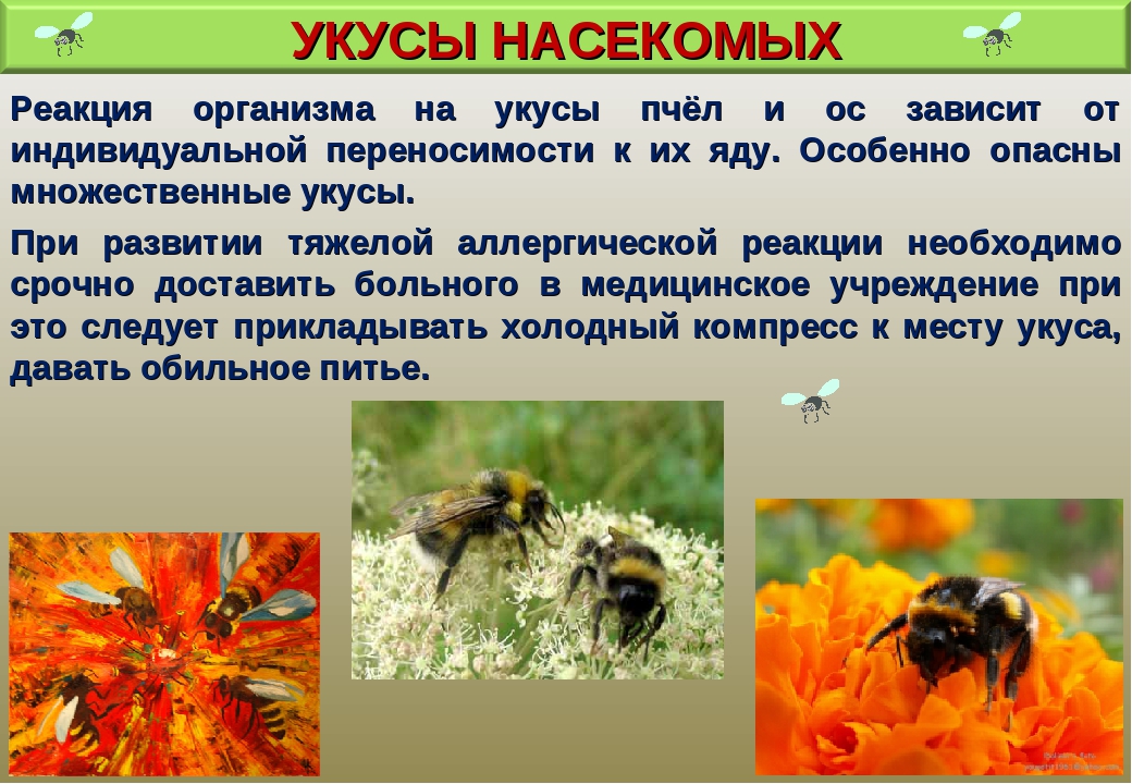 Тема укусы насекомых. Реакция организма на укусы насекомых. 1)Реакция организма на укусы насекомых. Первая помощь при укусах насекомых.