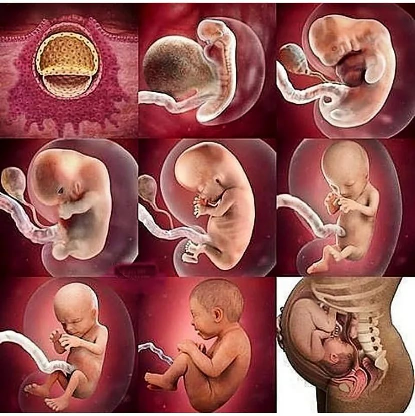 Развитие ребенка в месяцам в утробе матери фото
