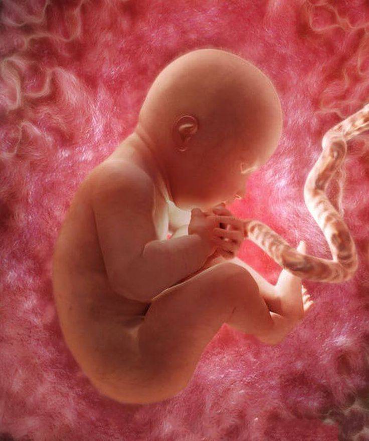 Как развивается ребенок в утробе матери?