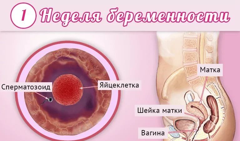 Признаки беременности и ранняя диагностика: все методы