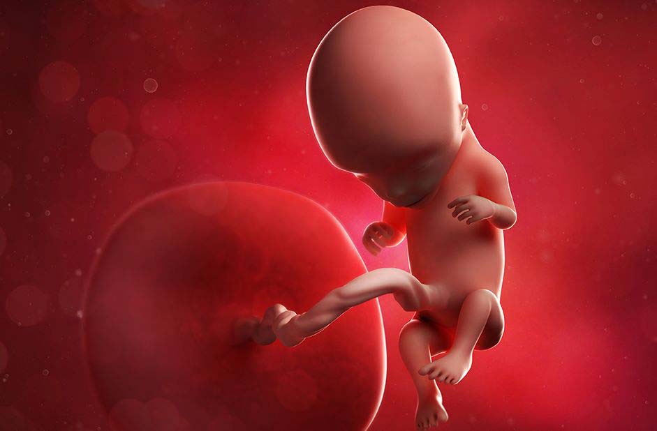 Развитие плода до 12 недель беременности: а что происходит в животике мамы. что можно увидеть на первичных узи