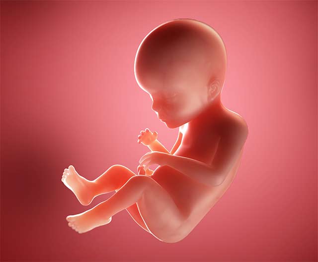 23 неделя беременности: малыш может слышать ваш голос.
