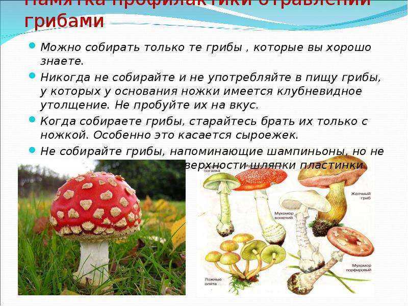 Грибы в рационе детей: «да» или «нет»? с какого возраста можно давать ребенку грибы - onwomen.ru