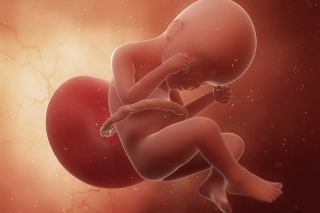Развитие плода на 24 неделе беременности (18 фото): что происходит с малышом, вес, рост и размеры ребенка на 23-24 неделе, как выглядит плод и ощущения