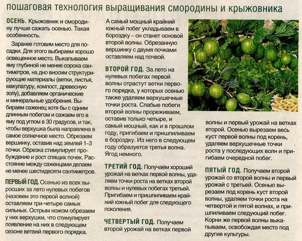    крыжовник: польза для ребенка
