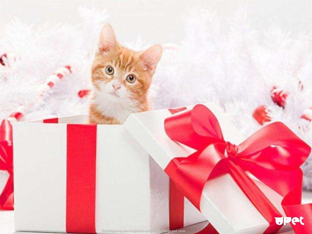 Котенок – подарок не для каждого
