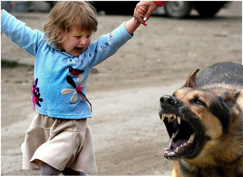 Ребёнок боится собак и кошек - что делать, как помочь преодолеть страх, советы психологов