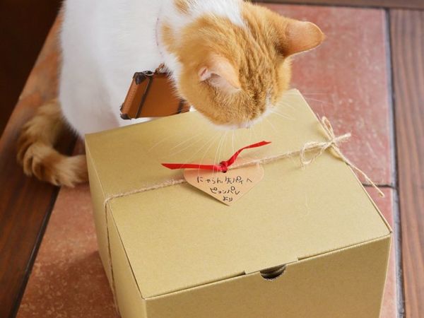 Zcats - загадочные кошки, коты и котята. котенок — подарок не для каждого