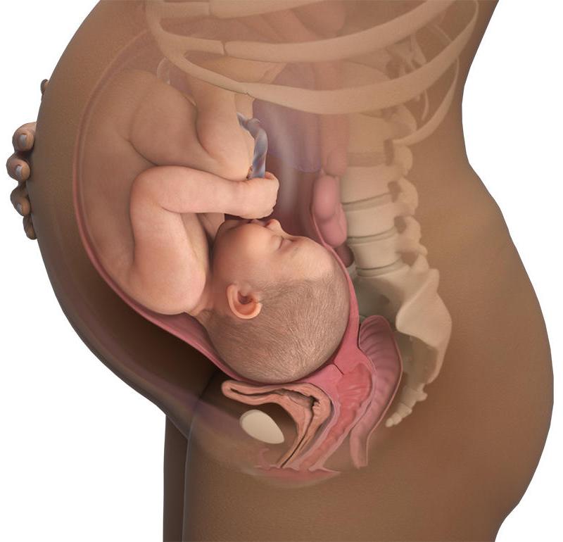 28 неделя беременности что происходит с малышом и мамой фото плода, развитие ребенка