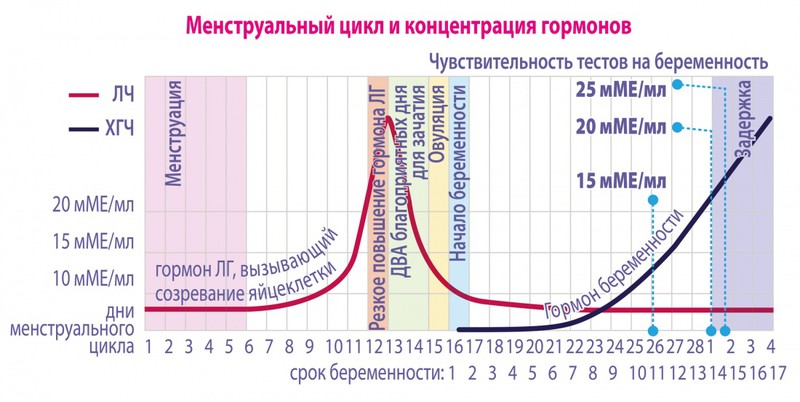 Схема менструационного цикла с фазами и гормонами