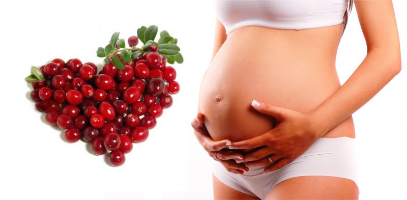 Клюква для беременных: польза и вред; состав ягод, их пищевая ценность при беременности и полезные свойства