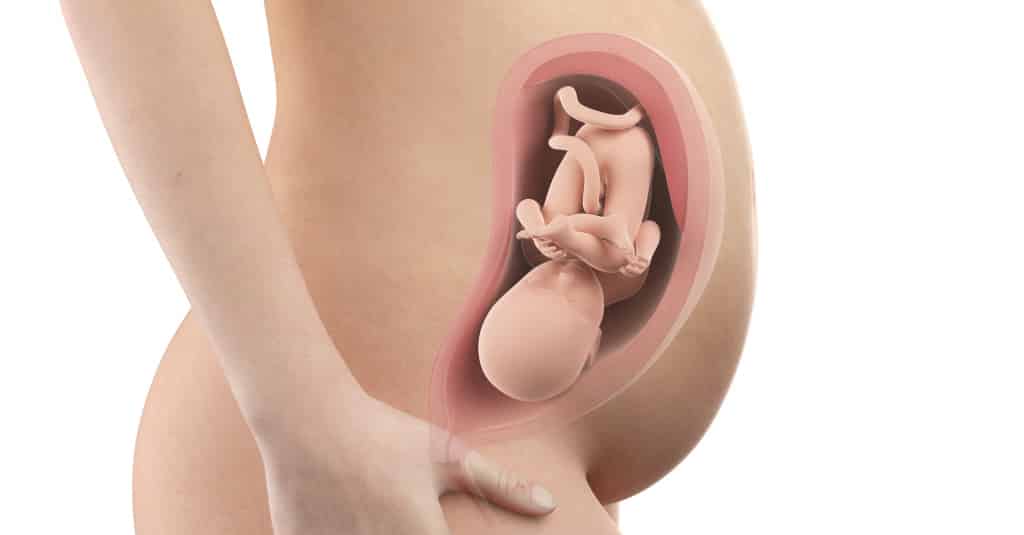 Развитие плода на 11 неделе беременности (19 фото): что происходит с малышом, ощущения плода и размеры ребенка