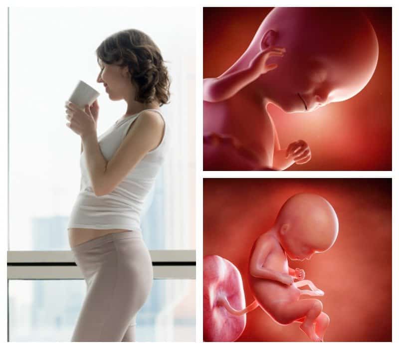 15 неделя беременности: что происходит симптомы и развитие плода