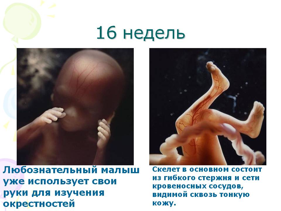 16 недель 3 5. 16 Недель беременности размер плода. Плод 16 недель беременности размер плода. 16 Недель размер ребенка. Размер эмбриона 16 недель.