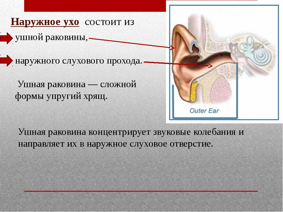 Что делать если заложило левое ухо. Наружный слуховой проход у детей. Строение органа слуха человека. Из чего состоит ухо.