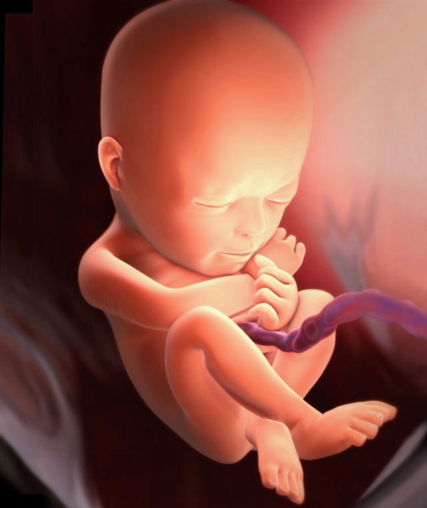 23 неделя беременности (53 фото): что происходит с малышом и мамой, сколько это месяцев, развитие на 22-23 акушерской неделе, секс и простуда на 21 неделе от зачатия