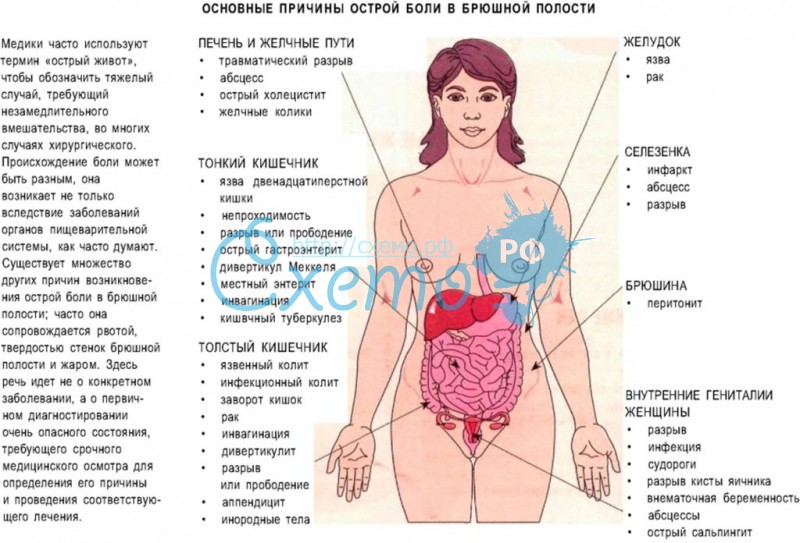 Что находится в правом боку у человека фото