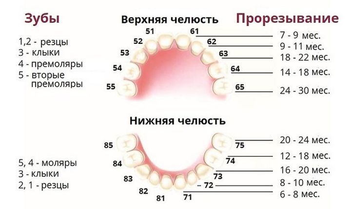 Резцы у детей где находятся фото