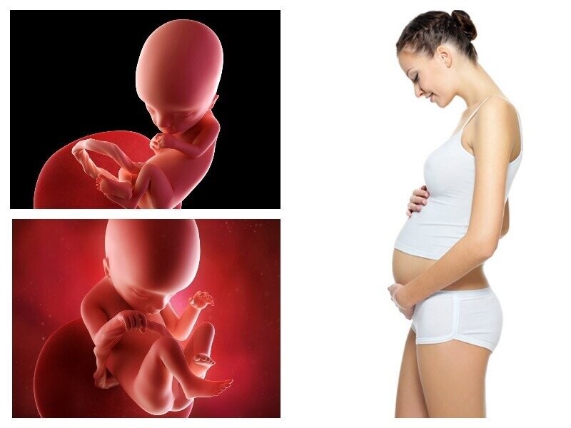 17 неделя беременности. календарь беременности   | материнство - беременность, роды, питание, воспитание