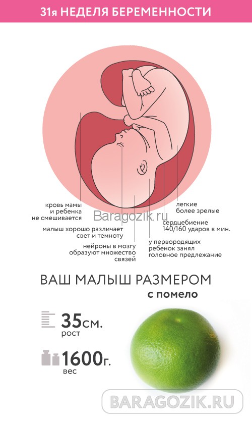 Развитие плода на 24 неделе беременности (18 фото): что происходит с малышом, вес, рост и размеры ребенка на 23-24 неделе, как выглядит плод и ощущения