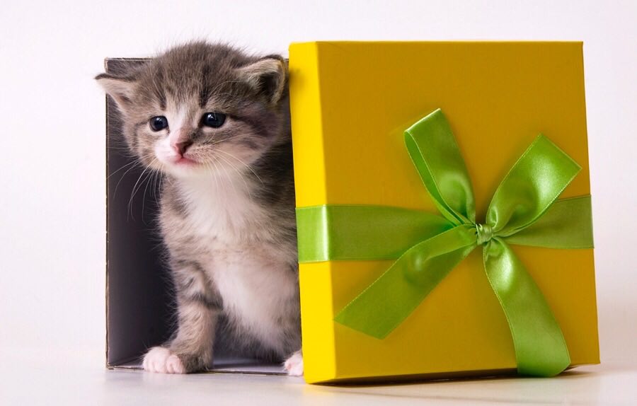 8 марта: котята в подарок?