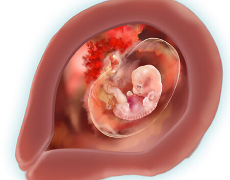 Малыш размером с виноградину: что происходит с мамой и ребенком на шестой неделе беременности